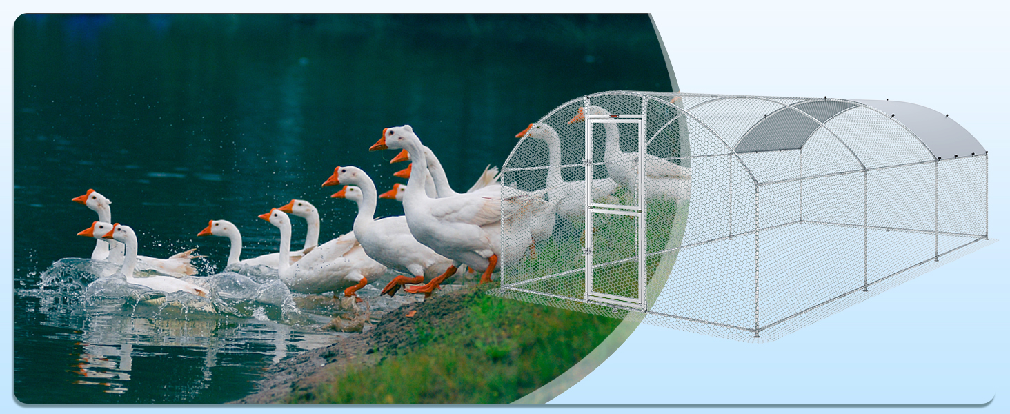 white ducks by a pond, alongside VEVOR large metal chicken coop.