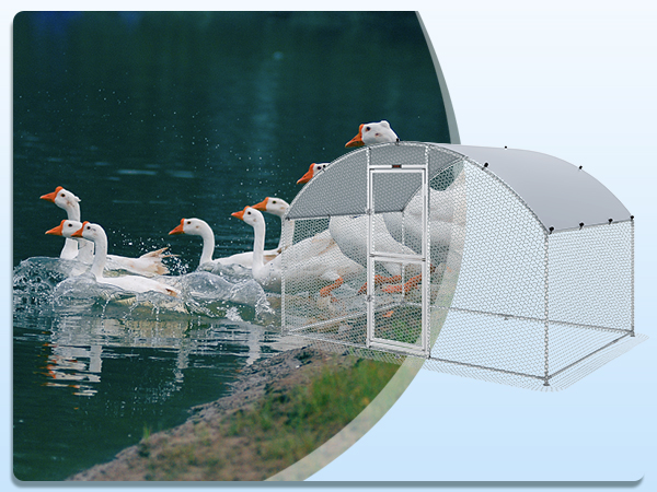 ducks by a pond next to a VEVOR chicken coop with a curved metal frame and wire mesh enclosure.