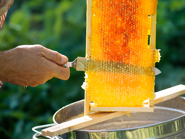 hand scraping honeycomb frame in beekeeping setup near VEVOR electric honey extractor.