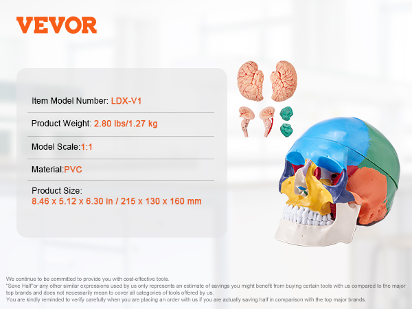 VEVOR human skull model ldx-v1, colorful skull with detailed brain parts, pvc, 1:1 scale, 2.80 lbs.