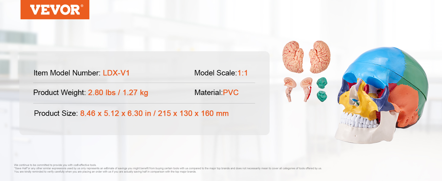 VEVOR human skull model ldx-v1, colorful skull with detailed brain parts, pvc, 1:1 scale, 2.80 lbs.