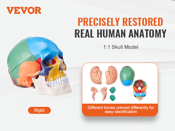 VEVOR human skull model with colored bones showcasing real human anatomy for precise identification.