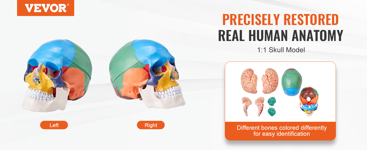 VEVOR human skull model with colored bones showcasing real human anatomy for precise identification.
