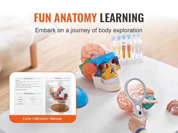 fun anatomy learning with VEVOR human skull model, colorful brain parts, and instruction manual on table.