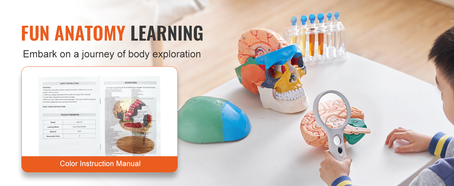 fun anatomy learning with VEVOR human skull model, colorful brain parts, and instruction manual on table.