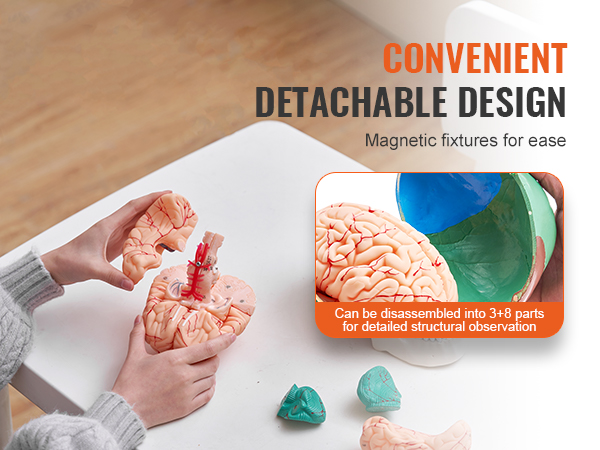 hands assembling a VEVOR human skull model with detachable brain parts on a white table.