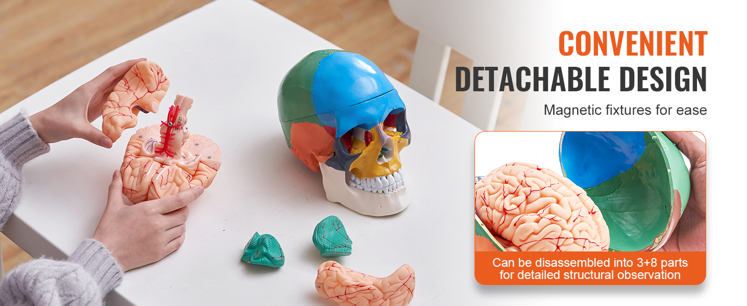 hands assembling a VEVOR human skull model with detachable brain parts on a white table.
