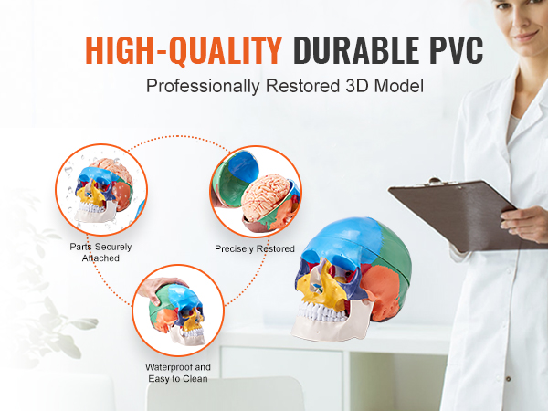 high-quality durable pvc VEVOR human skull model, precisely restored and waterproof, with a doctor.