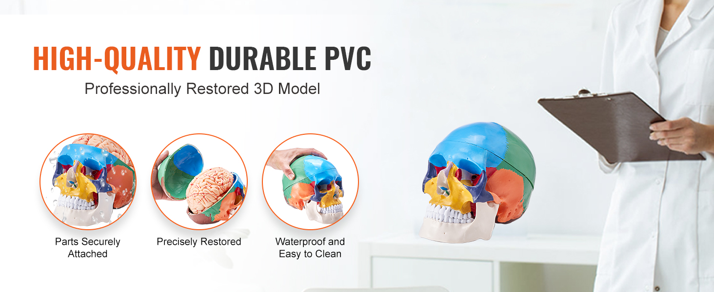 high-quality durable pvc VEVOR human skull model, precisely restored and waterproof, with a doctor.