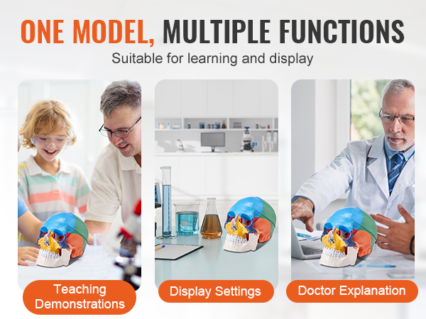 one model, multiple functions. VEVOR human skull model for teaching, display settings, and doctor explanations.