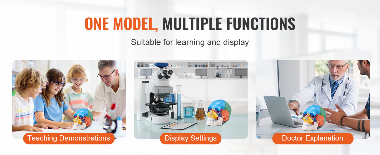one model, multiple functions. VEVOR human skull model for teaching, display settings, and doctor explanations.