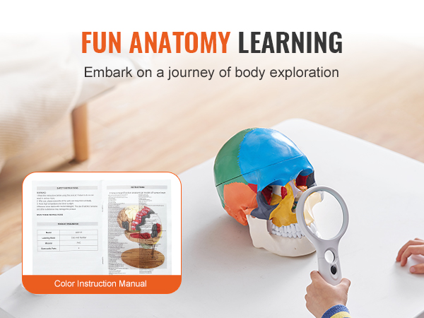 child examining VEVOR human skull model with magnifying glass, next to an anatomy instruction manual.