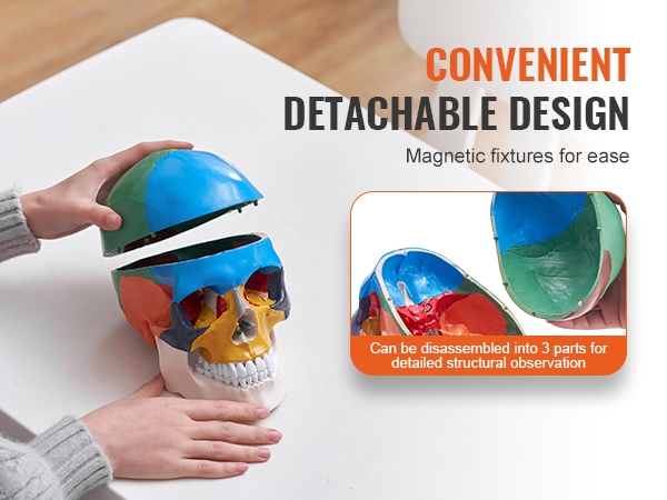 hands holding a VEVOR human skull model with detachable magnetic fixtures for easy disassembly and observation.