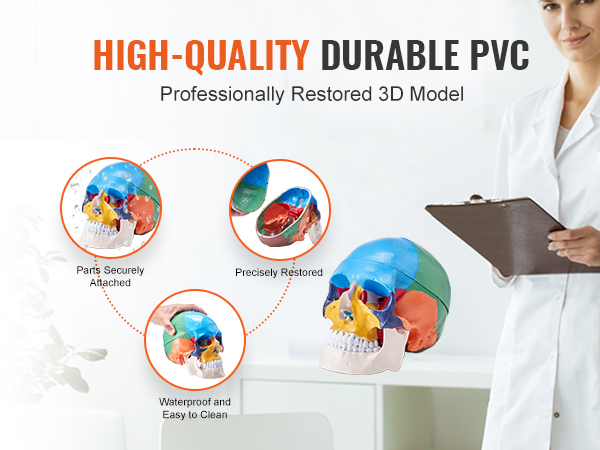 high-quality VEVOR human skull model in colorful pvc, showing secure parts, precise restoration, and waterproof features.