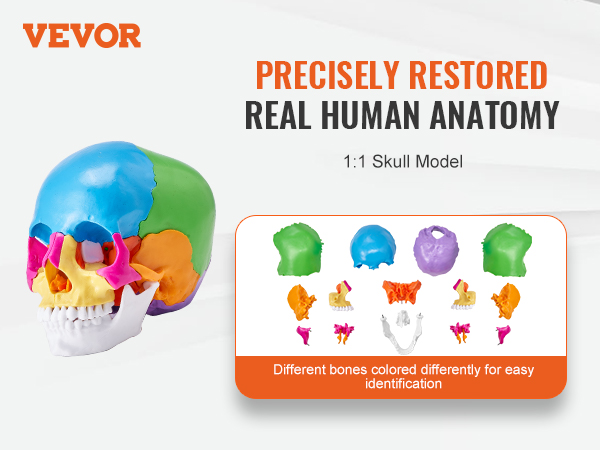VEVOR human skull model showcasing colored bones for precise anatomical study, front and back views.