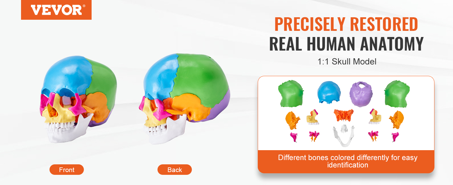 VEVOR human skull model showcasing colored bones for precise anatomical study, front and back views.
