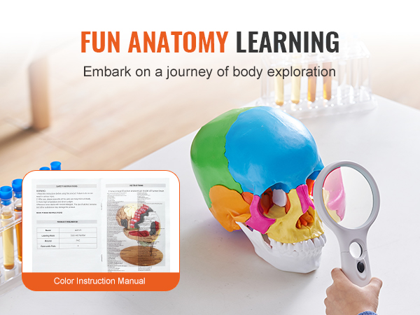 fun anatomy learning with VEVOR human skull model and color instruction manual on table