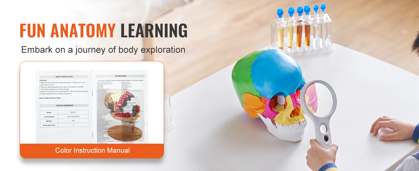 fun anatomy learning with VEVOR human skull model and color instruction manual on table