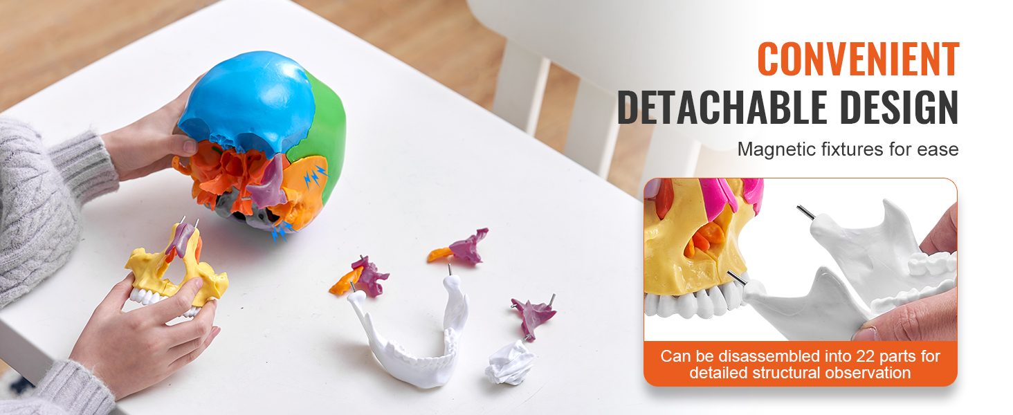 hands assembling colorful VEVOR human skull model; text highlights detachable design with magnetic fixtures.