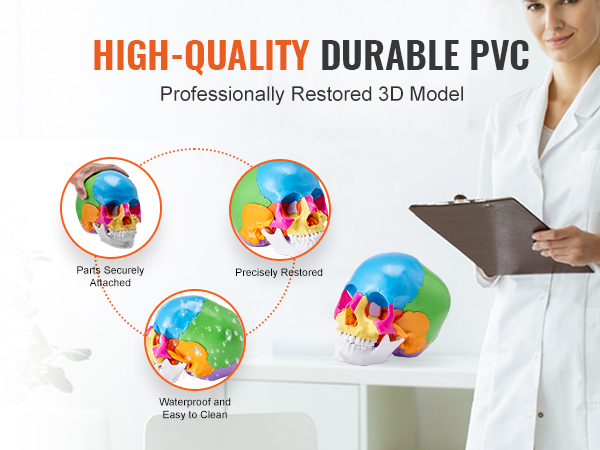 high-quality durable pvc VEVOR human skull model, precisely restored, waterproof, secure parts.