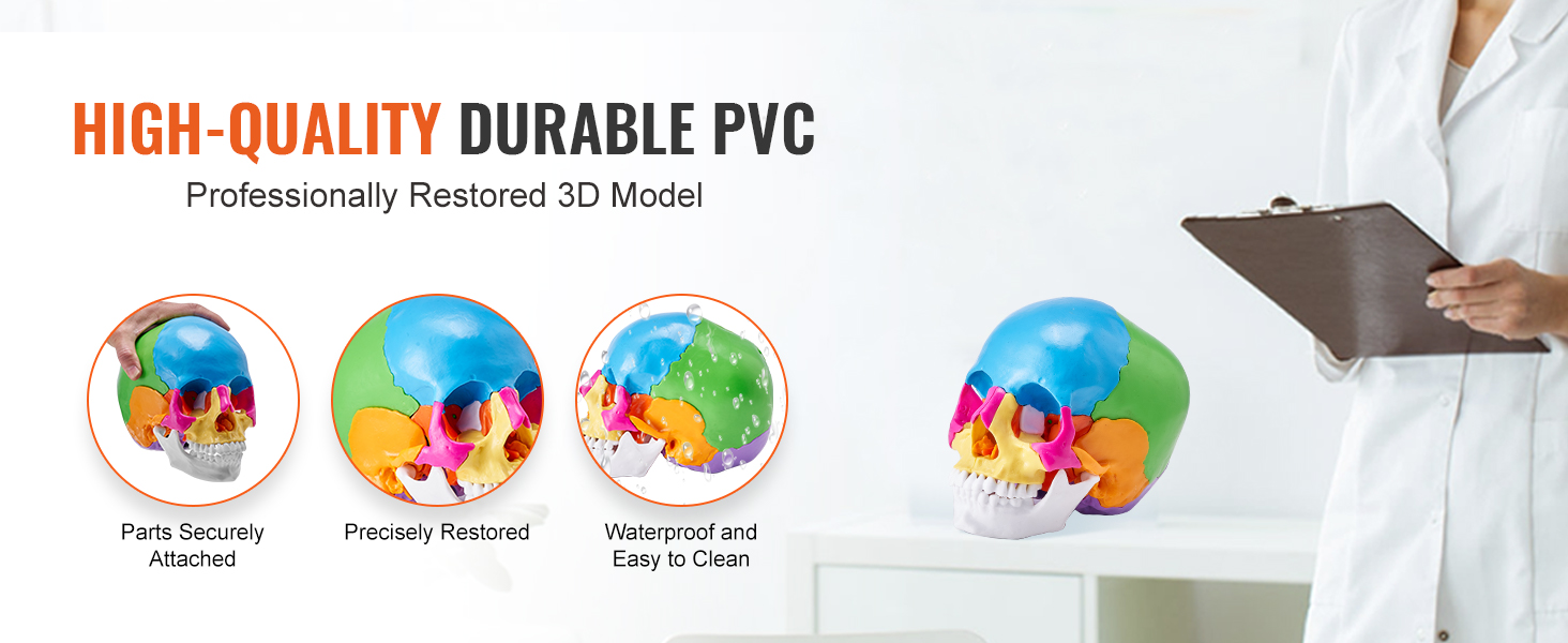 high-quality durable pvc VEVOR human skull model, precisely restored, waterproof, secure parts.
