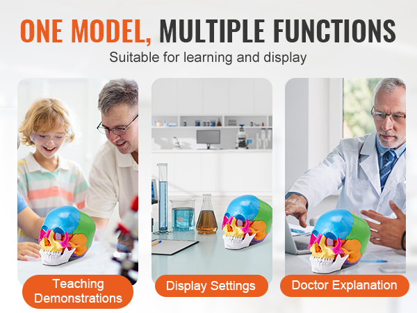 one model, multiple functions: teaching demonstrations, display settings, doctor explanation using VEVOR human skull model.