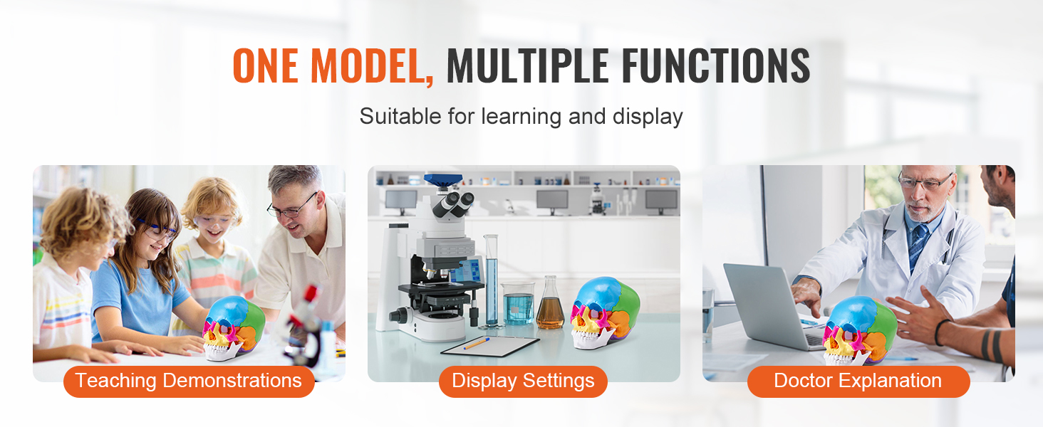 one model, multiple functions: teaching demonstrations, display settings, doctor explanation using VEVOR human skull model.