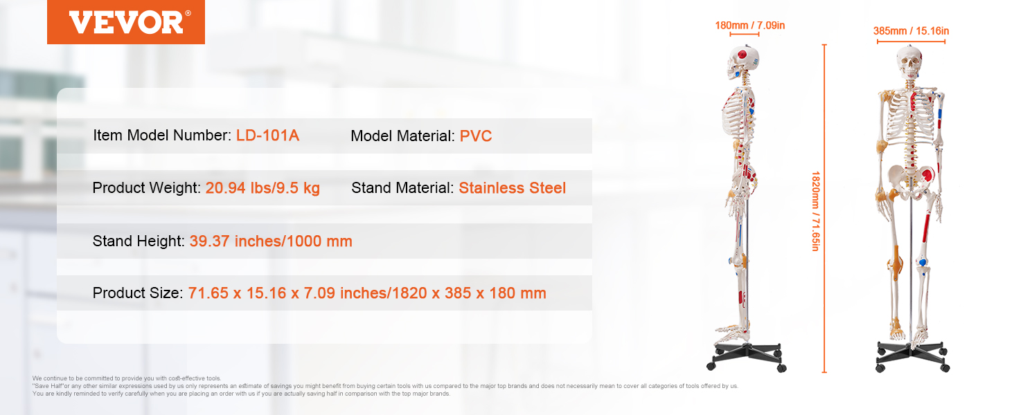 VEVOR anatomy skeleton model, pvc, stainless steel stand, 71.65in size, 20.94 lbs weight, ld-101a.
