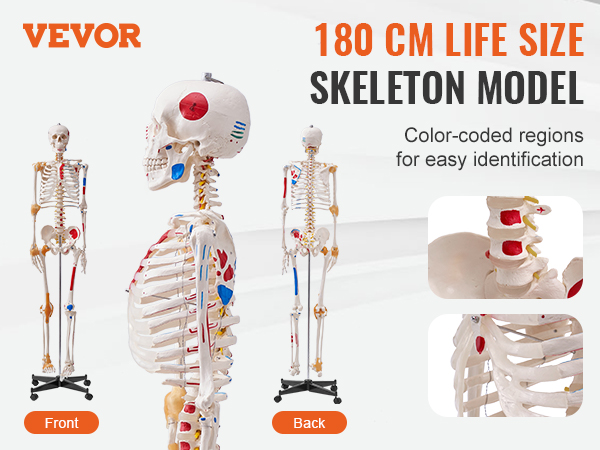 VEVOR anatomy skeleton model, 180 cm life-size, features color-coded regions for easy identification.