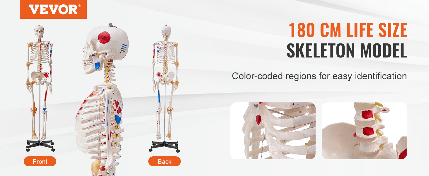 VEVOR anatomy skeleton model, 180 cm life-size, features color-coded regions for easy identification.