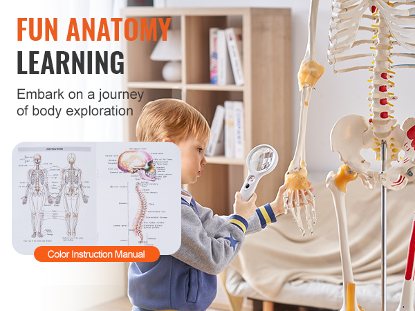 child exploring a VEVOR anatomy skeleton model with a magnifying glass and instruction manual.