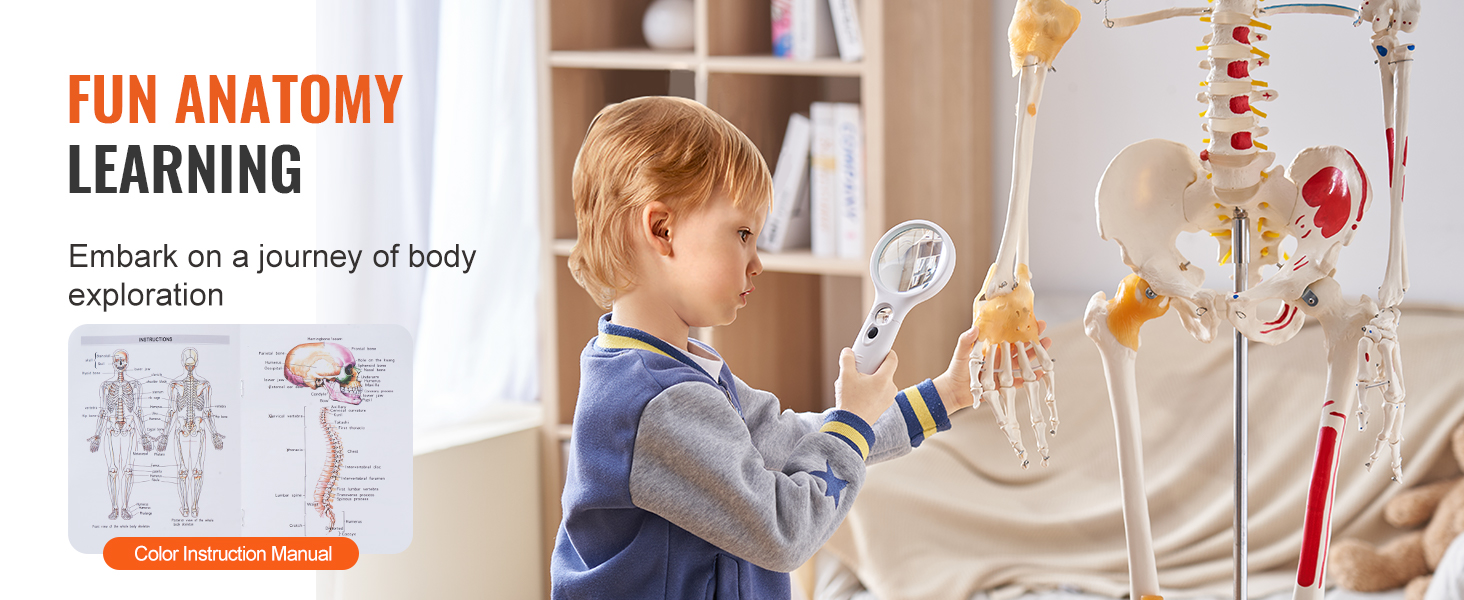 child exploring a VEVOR anatomy skeleton model with a magnifying glass and instruction manual.