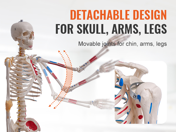 VEVOR anatomy skeleton model with detachable design for skull, arms, and legs in a bright setting.
