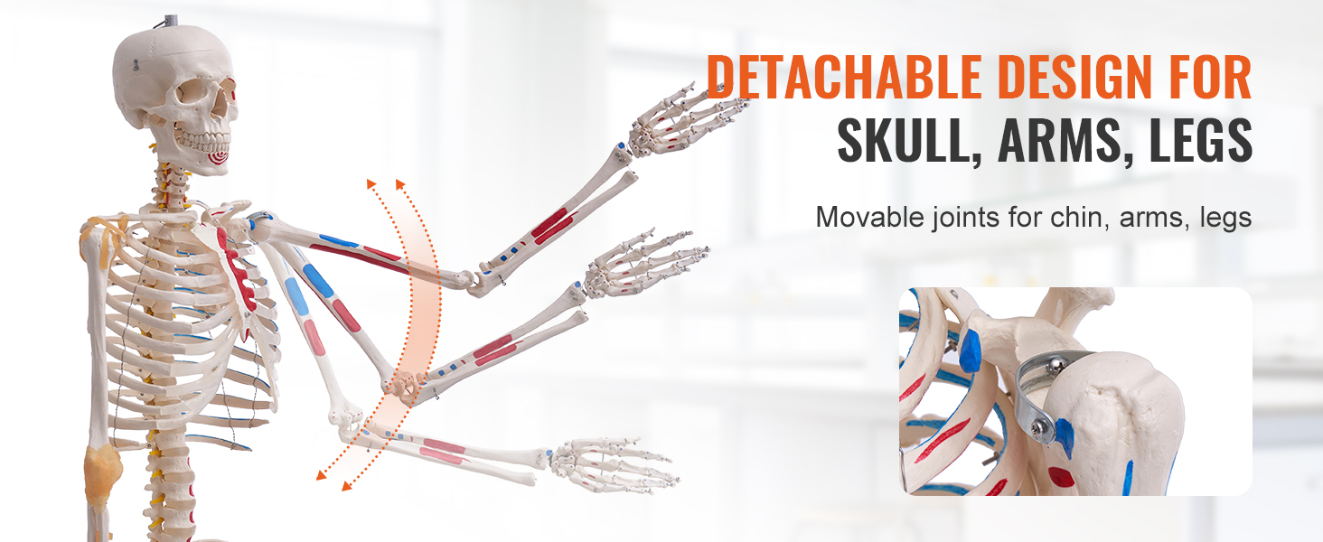 VEVOR anatomy skeleton model with detachable design for skull, arms, and legs in a bright setting.