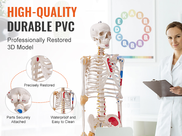 high-quality VEVOR anatomy skeleton model in classroom, made of durable pvc, professionally restored.