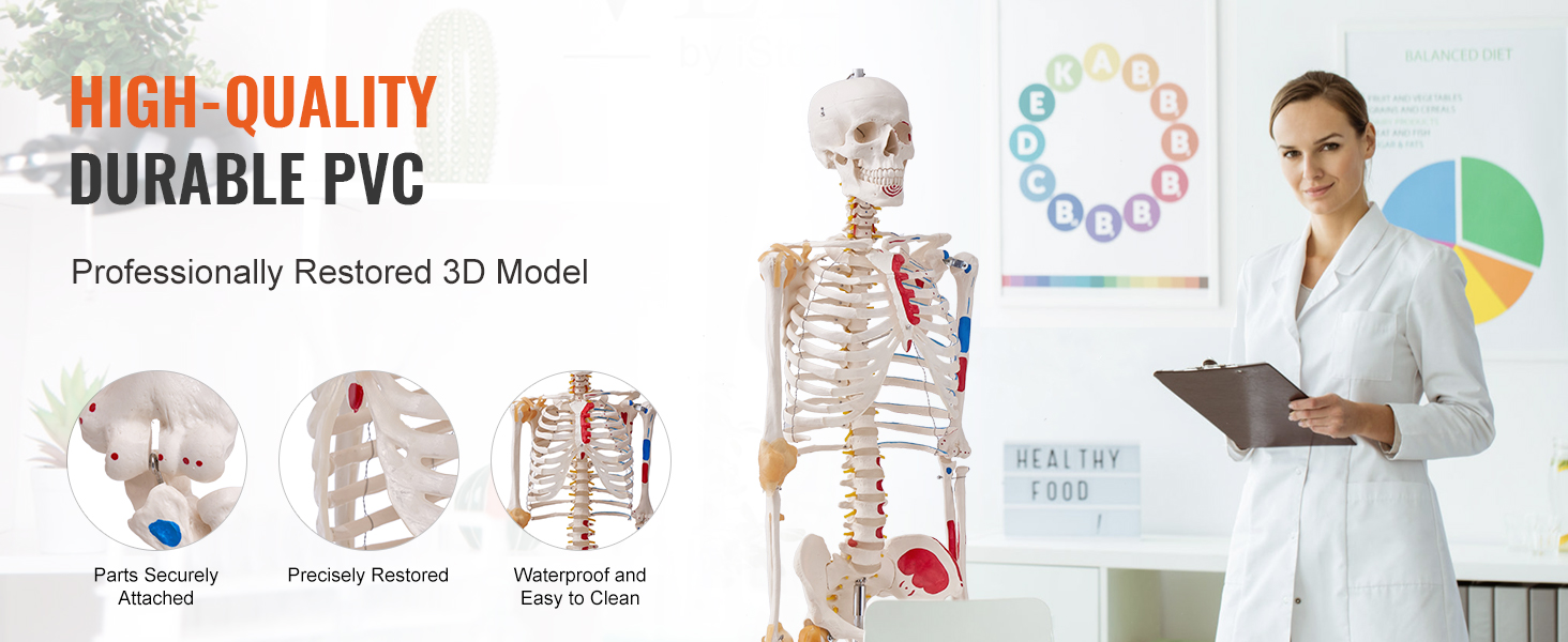 high-quality VEVOR anatomy skeleton model in classroom, made of durable pvc, professionally restored.