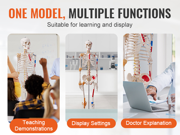 one model, multiple functions: VEVOR anatomy skeleton model for teaching, display, and doctor explanation.