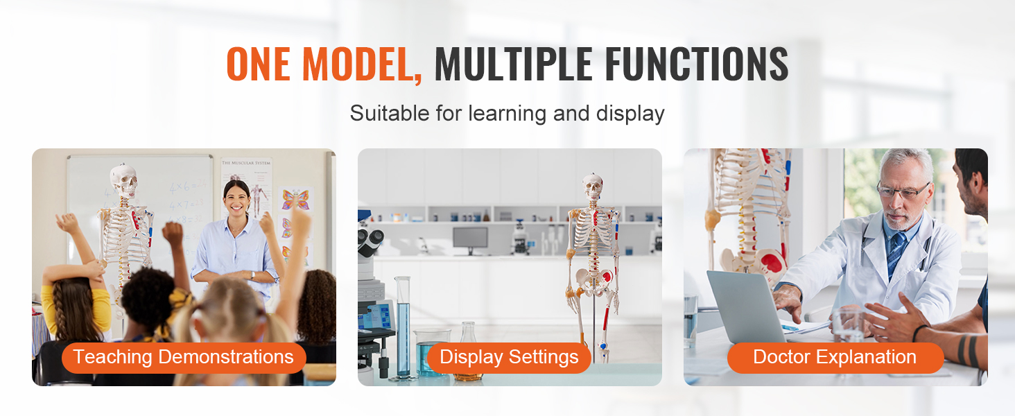 one model, multiple functions: VEVOR anatomy skeleton model for teaching, display, and doctor explanation.