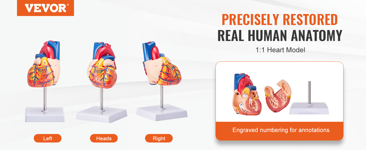 VEVOR human heart model with engraved annotations, showcasing left, heads, and right views.