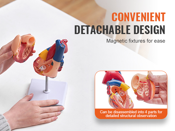 hands holding a VEVOR human heart model with detachable parts for detailed observation; magnetic fixtures.