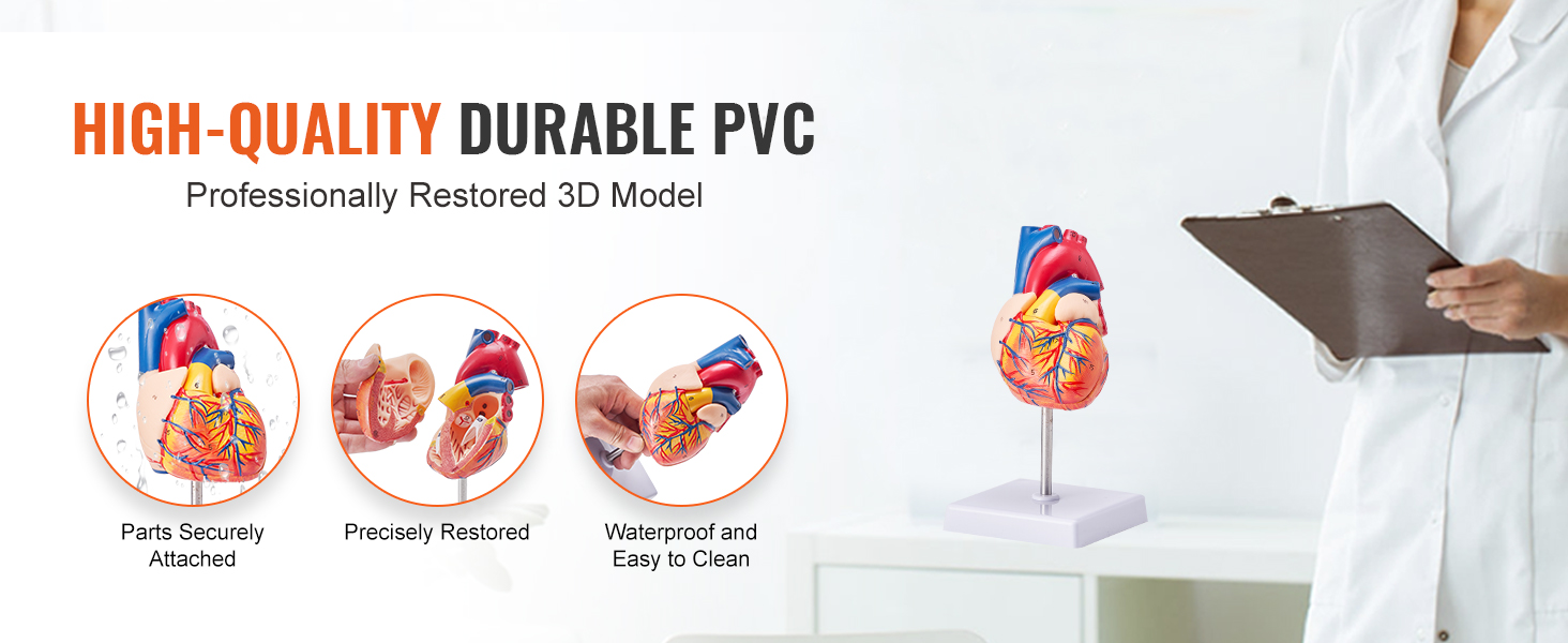 high-quality durable pvc VEVOR human heart model, with parts securely attached and precisely restored.