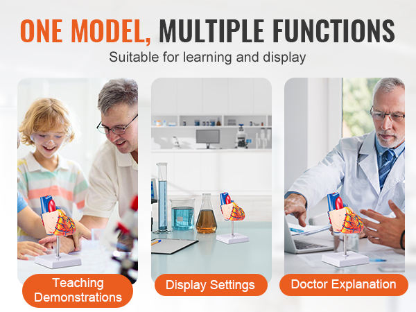 teaching, laboratory, and medical uses of the VEVOR human heart model for demonstrations and explanations.