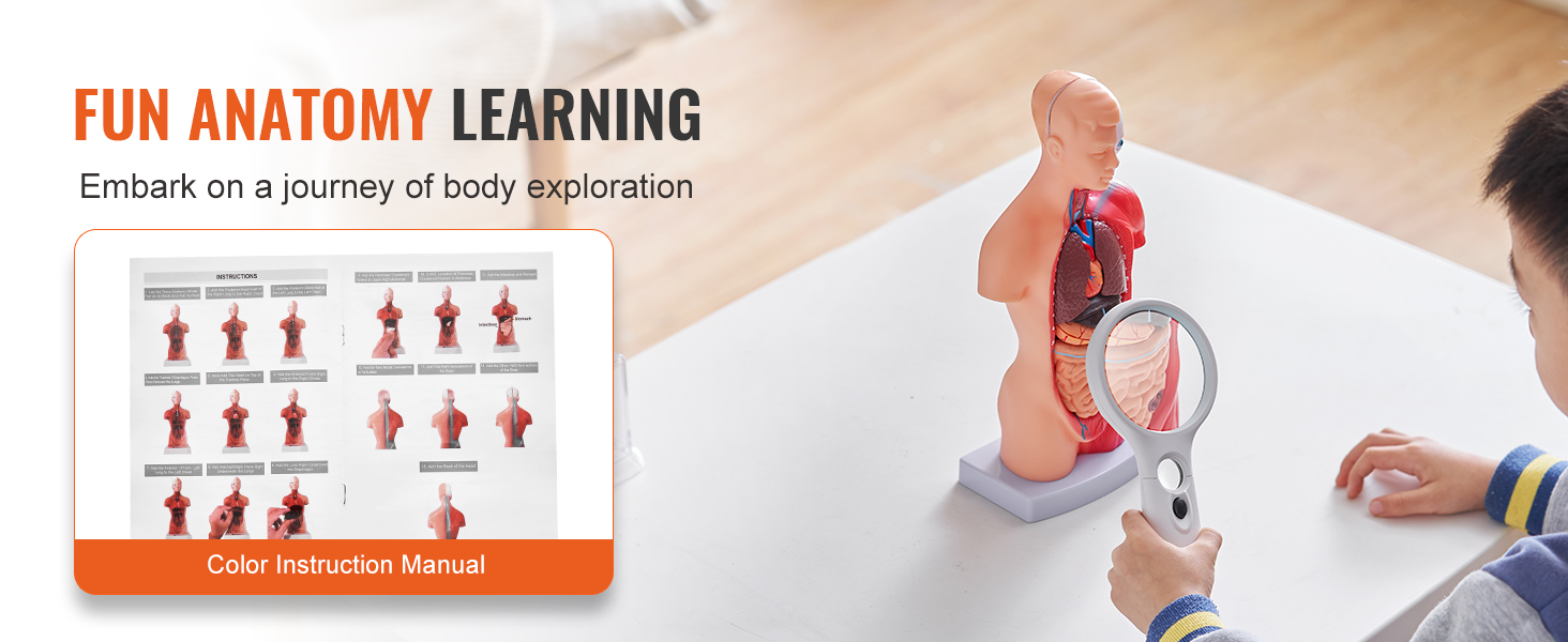 VEVOR human body model; interactive anatomy learning with color instruction manual, ideal for kids' education.