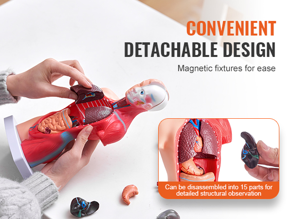person assembling VEVOR human body model with detachable parts, showcasing convenient design features.