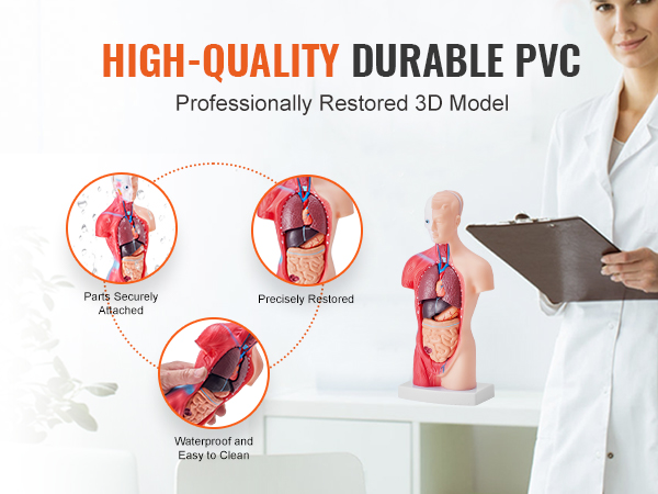 high-quality VEVOR human body model made of durable pvc, waterproof and easy to clean.