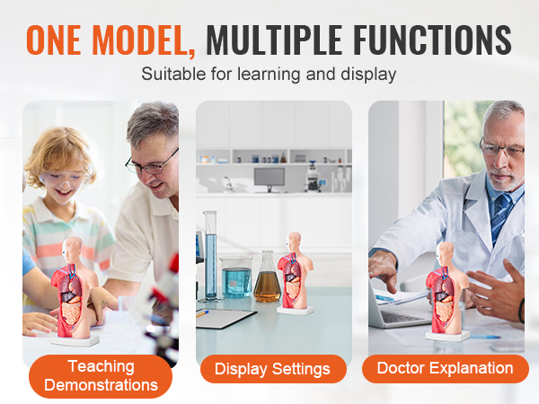 VEVOR human body model for teaching, display settings, and doctor explanations in medical settings.