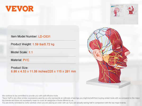 VEVOR anatomiskais galvas modelis ld-c631, PVC, 1:1 mērogs, 1,59 lbs, 8,86x4,53x11,06 collas, nervu un muskuļu detaļas.