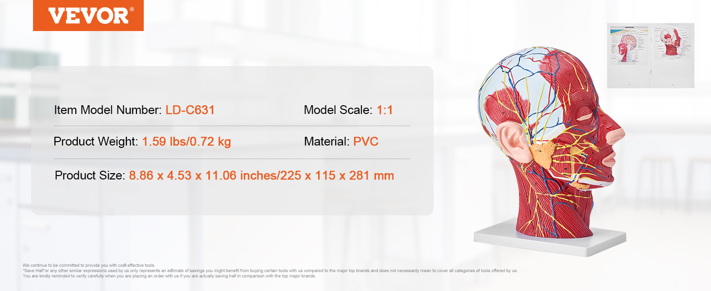 VEVOR anatomiskais galvas modelis ld-c631, PVC, 1:1 mērogs, 1,59 lbs, 8,86x4,53x11,06 collas, nervu un muskuļu detaļas.