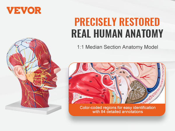 VEVOR anatomiskais galvas modelis, kurā redzama detalizēta cilvēka anatomija ar krāsainiem reģioniem un anotācijām.