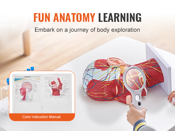 jautra anatomijas mācīšanās ar VEVOR anatomisko galvas modeli, palielināmo stiklu un krāsainu lietošanas instrukciju.
